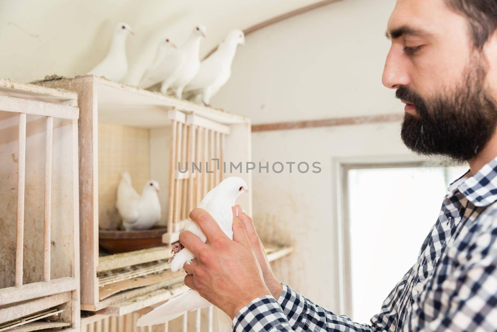 A man holding a pigeon in a pigeon loft on his hand