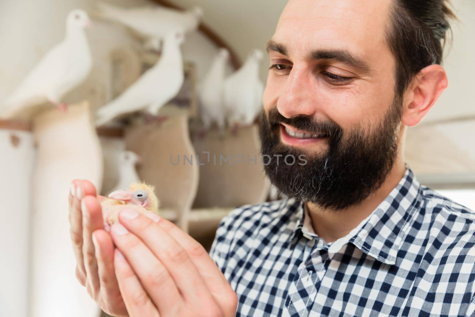 Man holding a pigeon chick in pigeon loft by Kzenon