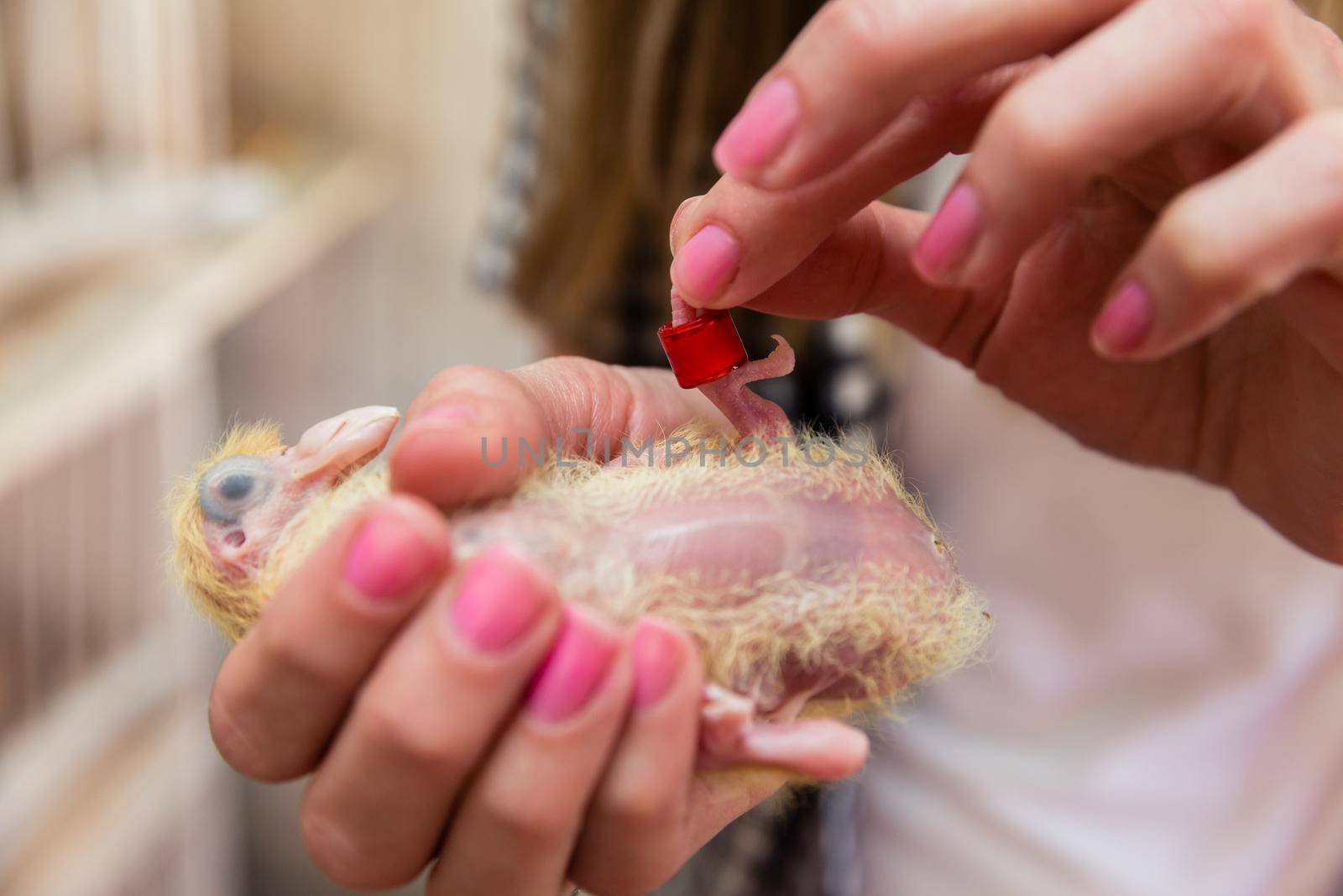 A woman putting a bird ribbon on a pigeon chicken
