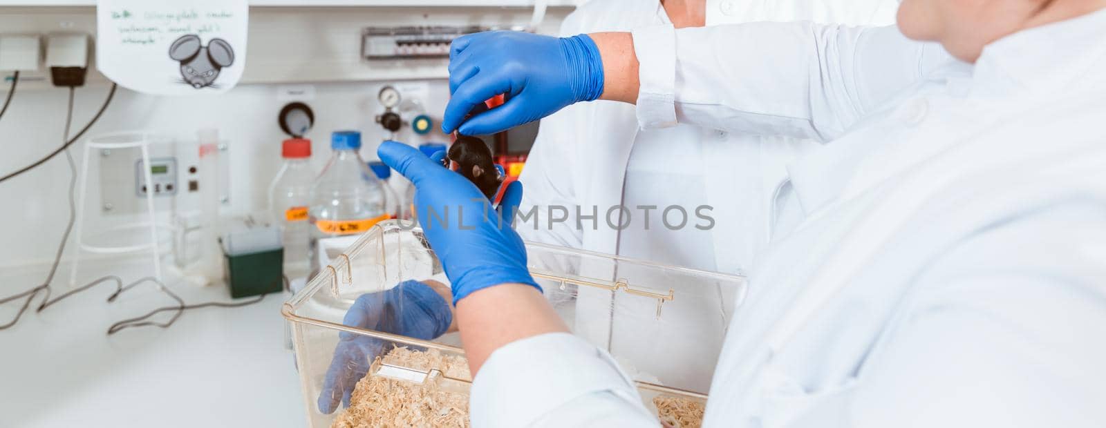 Closeup of two female scientist are holding a lab rat for observation and experimentation in laboratory
