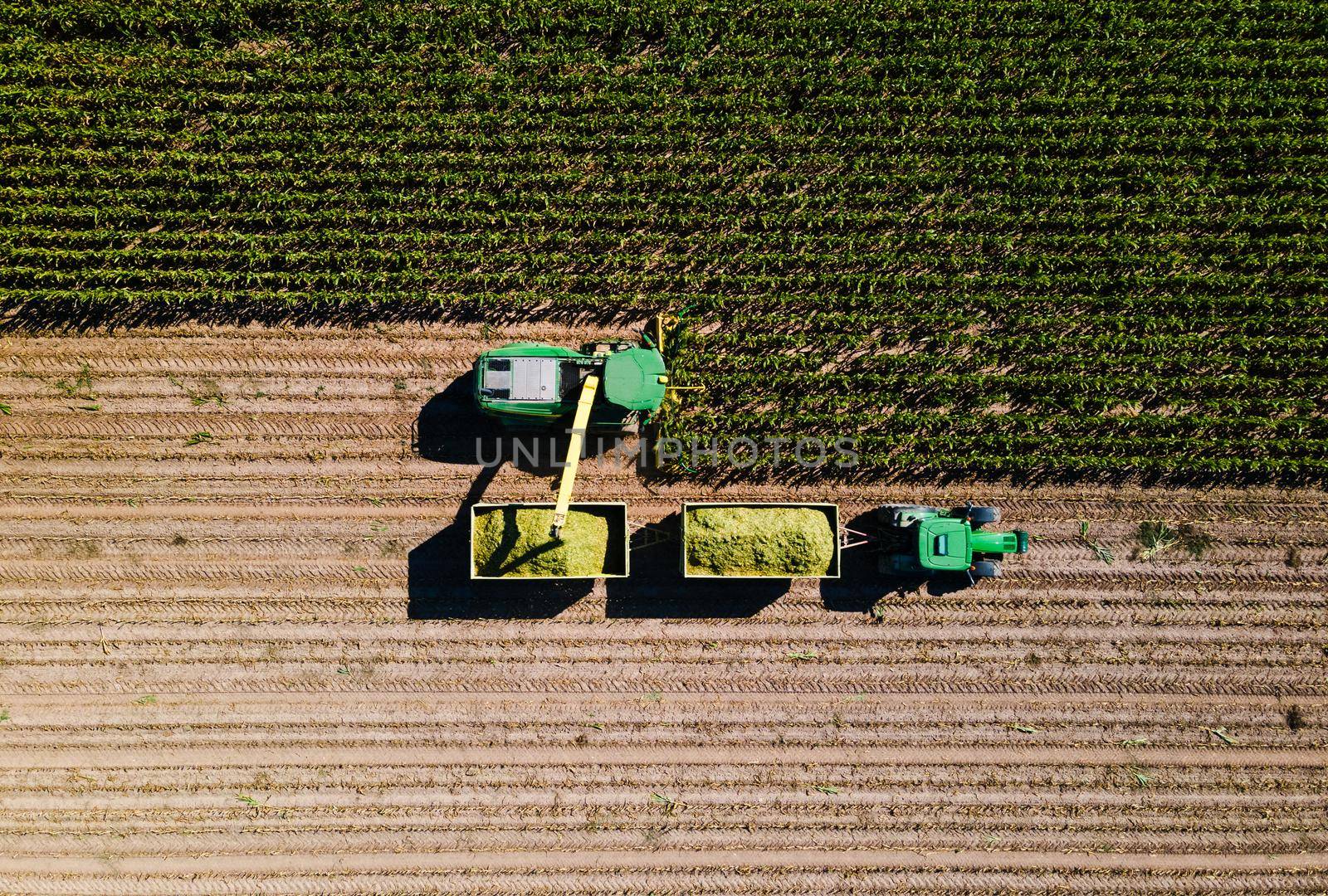 Corn harvest in the field seen from above with harvester and tractor in team