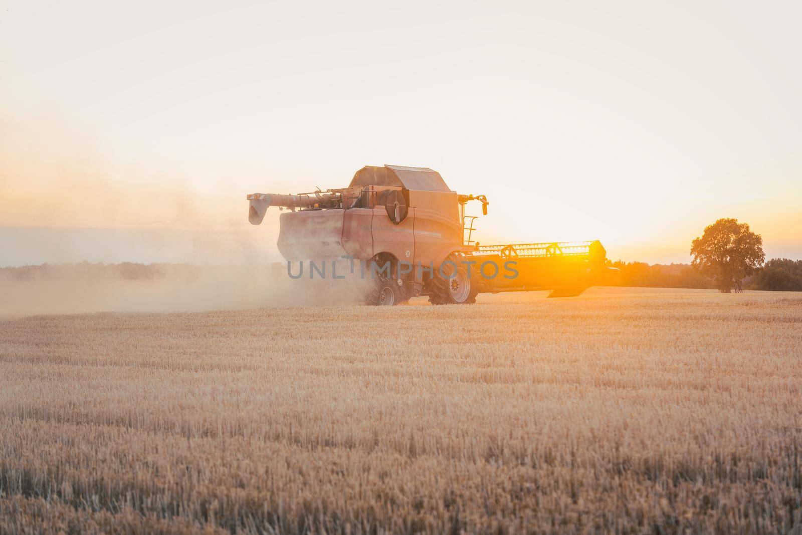 Combine harvester harvesting wheat during sunset on a summer day