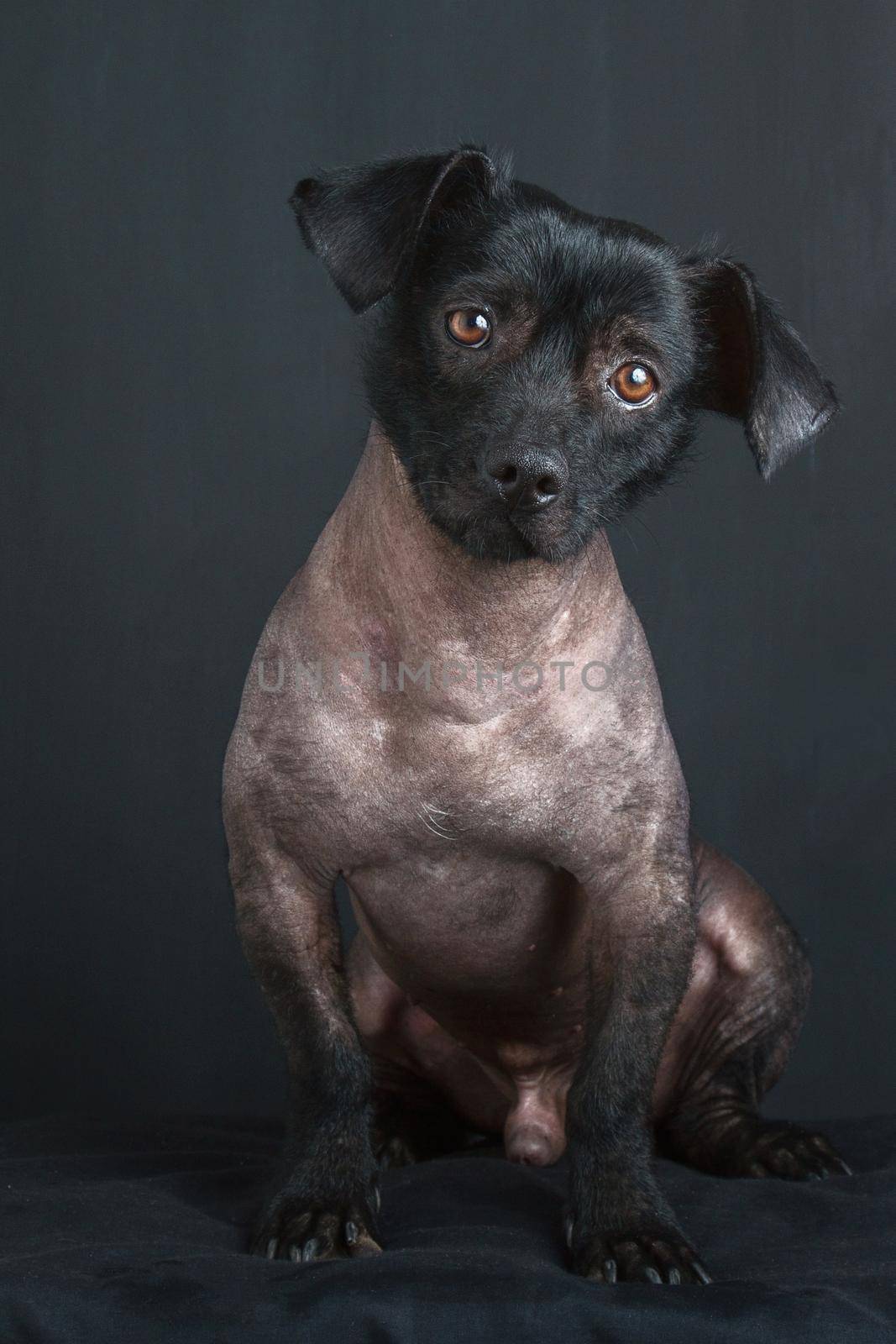 Portrait of Mixed Peruvian Dog with Tilted Head and Sad Look on Black Background.
