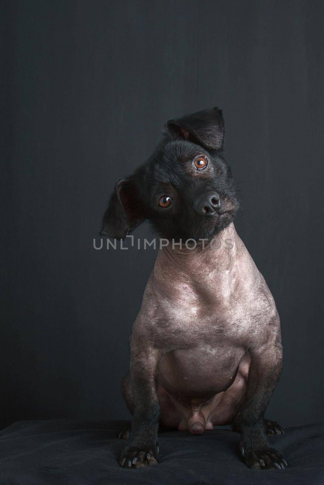 Portrait of Mixed Peruvian Dog with Tilted Head and Sad Look on Black Background.