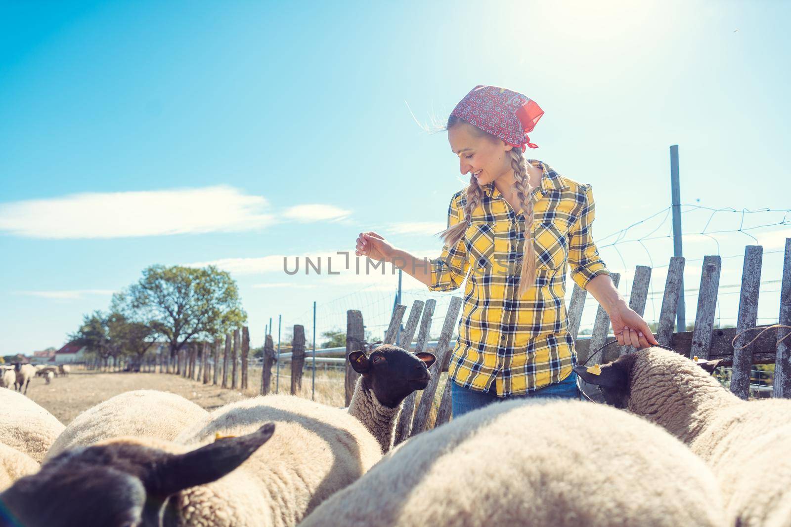 Farmer feeding her sheep on the farm in the country