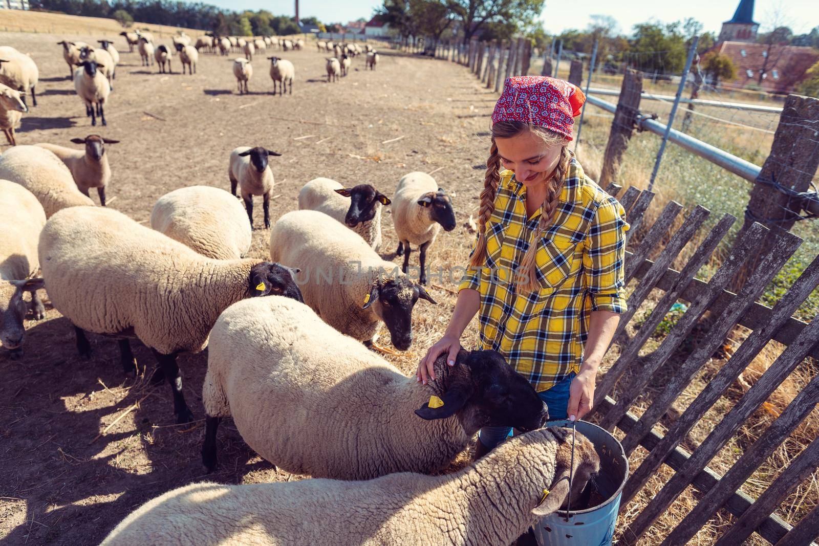 Famer woman with her flock of sheep around her