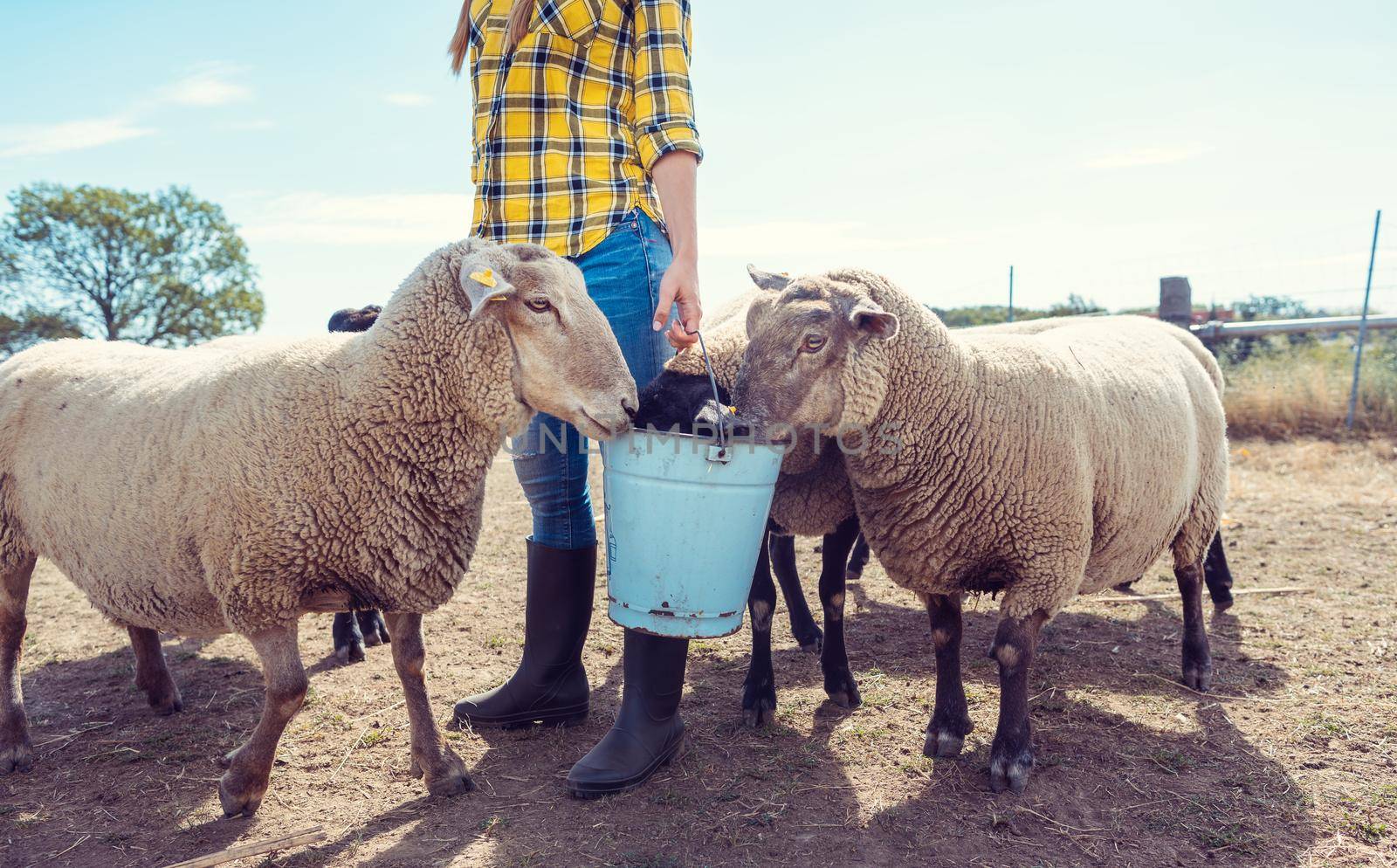 Farmer feeding her farm sheep by Kzenon