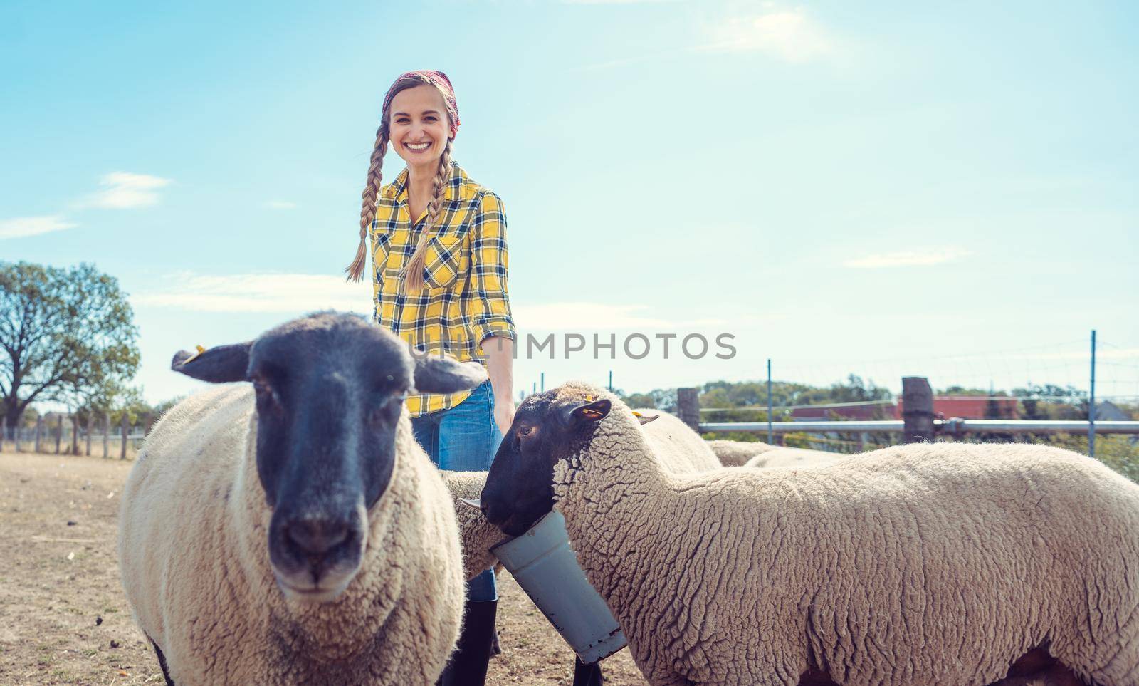 Farmer feeding her farm sheep in the village