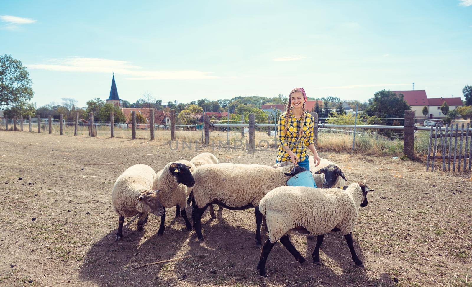 Farmer feeding her farm sheep in the village