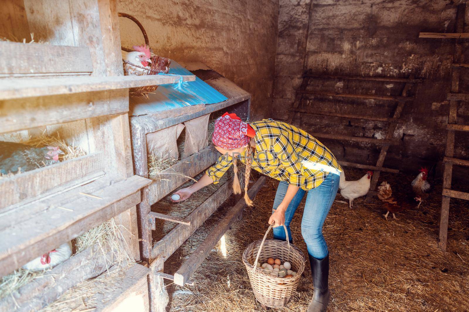 Wide shot of famer woman in the henhouse collecting eggs by Kzenon
