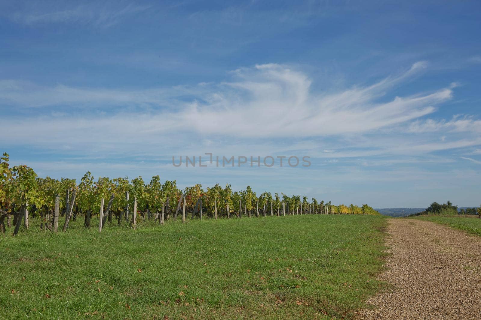 Grapes in the vineyard in the south of France in the Provence.