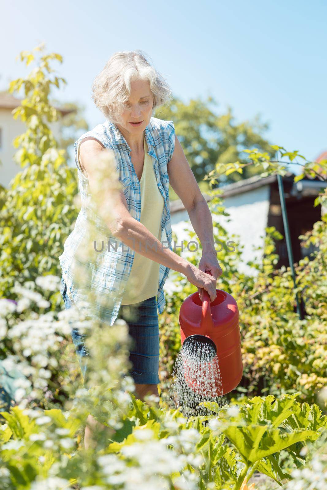 Bestager woman watering plants in her garden by Kzenon