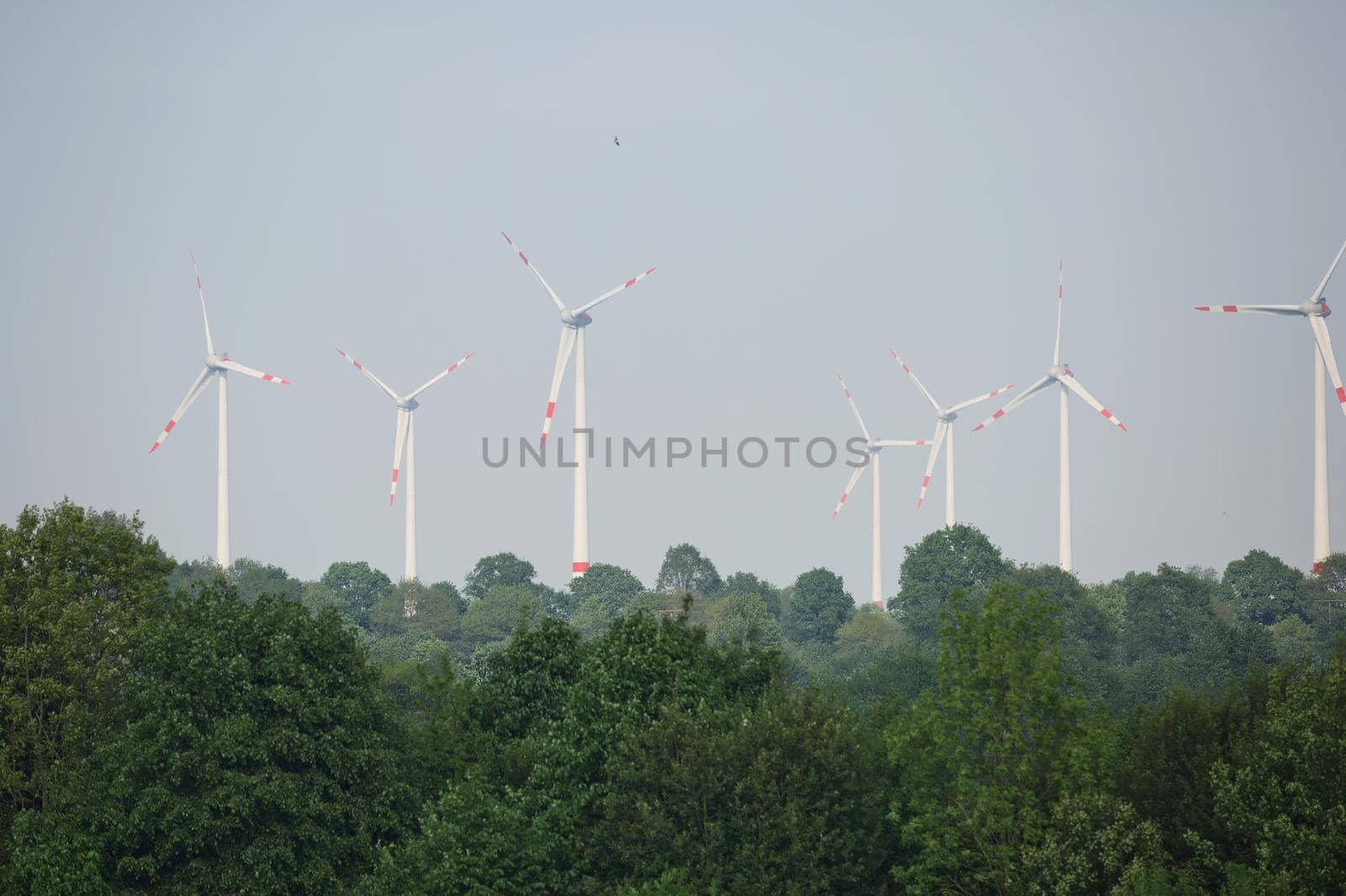 Windmills power plant and turbines generating renewable green energy near to Kiel canal in Germany.