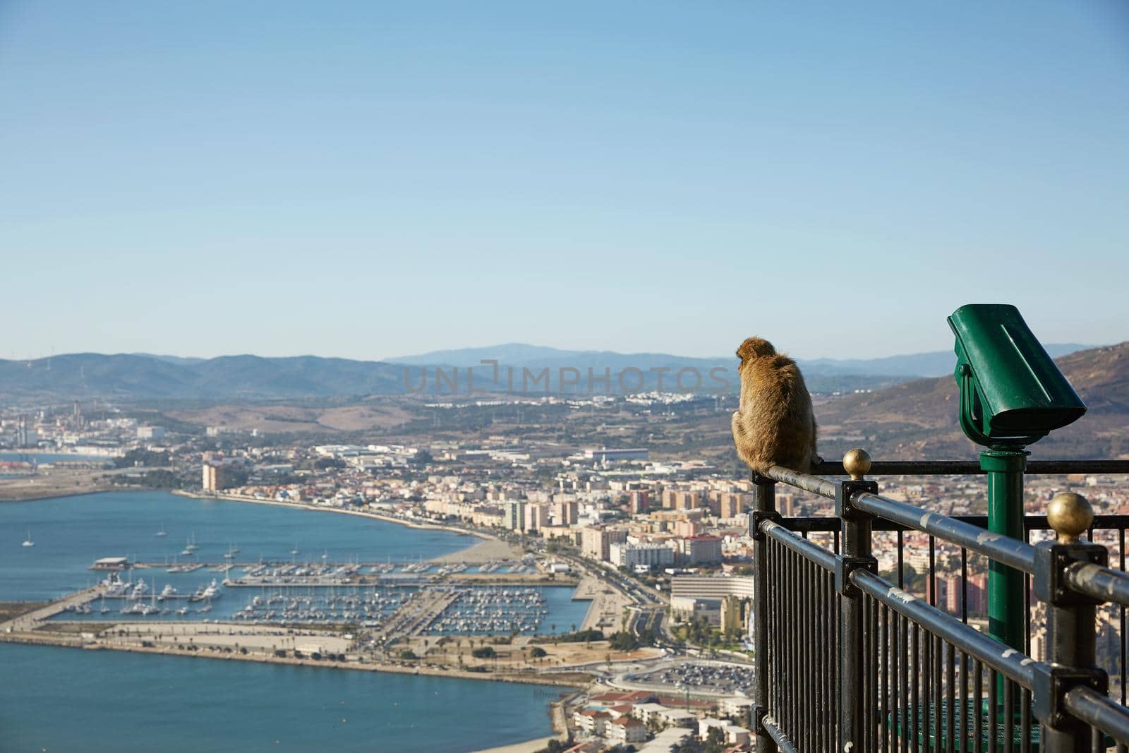 Barbary Macaque monkey overlooking port of Gibraltar. by wondry