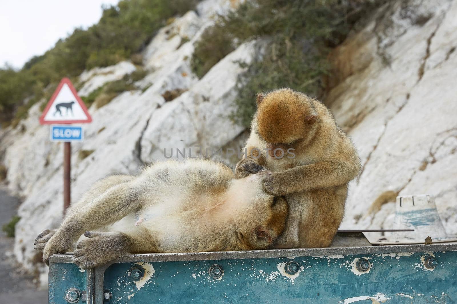 The Barbary Macaque monkeys of Gibraltar. The only wild monkey population on the European Continent. At present there are 300+ individuals in 5 troops occupying the Gibraltar nature reserve.
It is one of the most famous attractions of the British overseas territory.