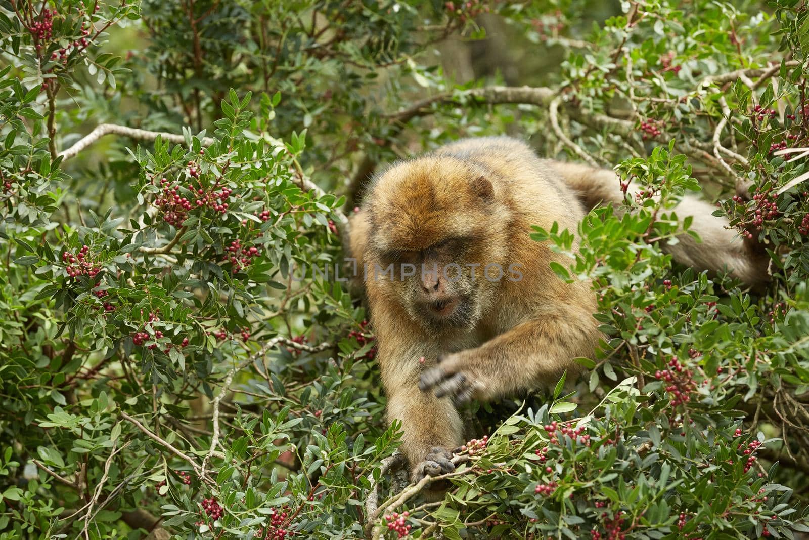 Close up of the Barbary Macaque monkey of Gibraltar. by wondry
