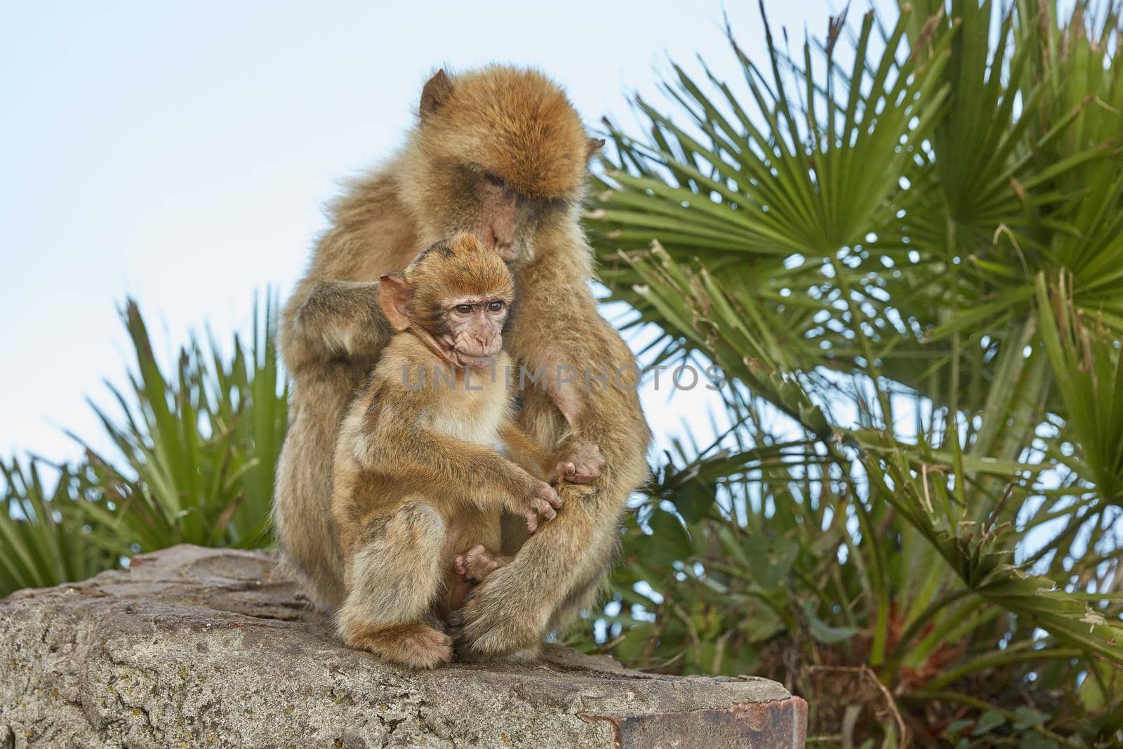Mother and baby of the Barbary Macaque monkeys of Gibraltar. by wondry
