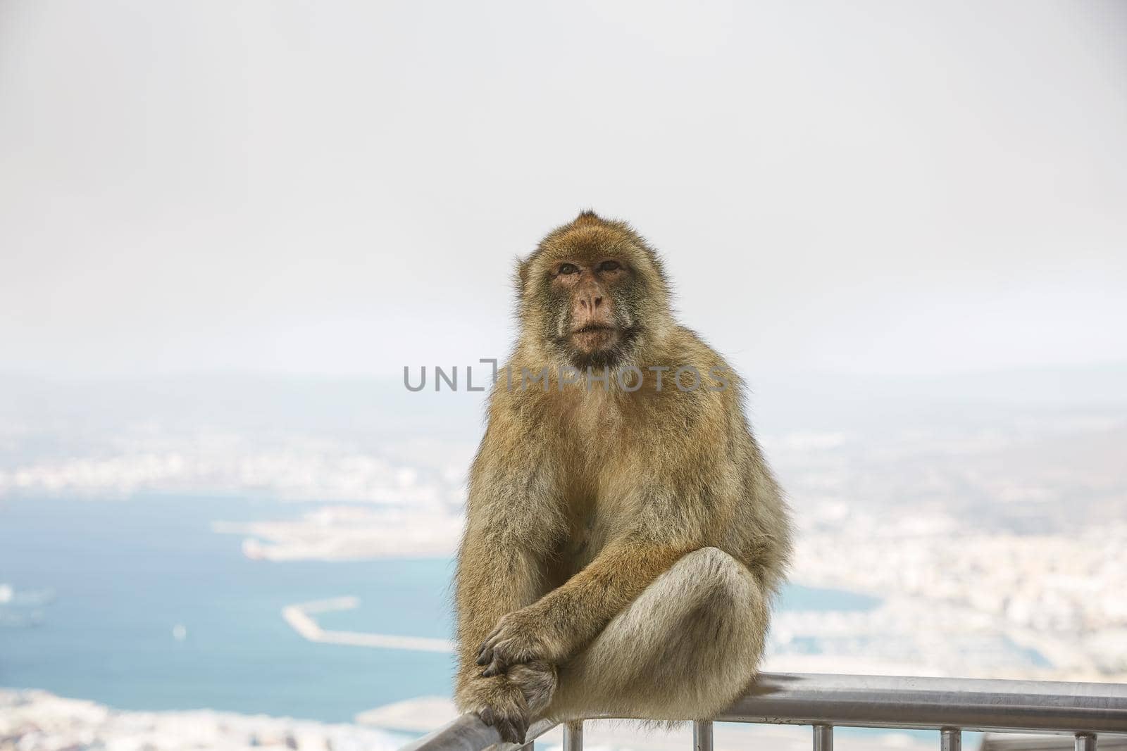 The Barbary Macaque monkeys of Gibraltar by wondry