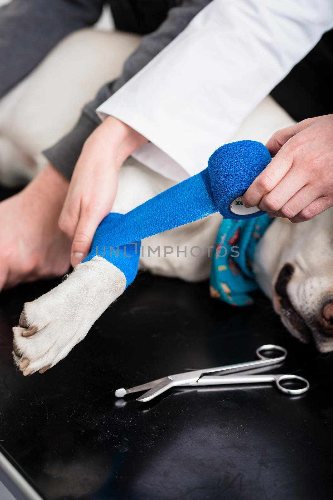 Dog getting bandage after injury on his leg by a veterinarian