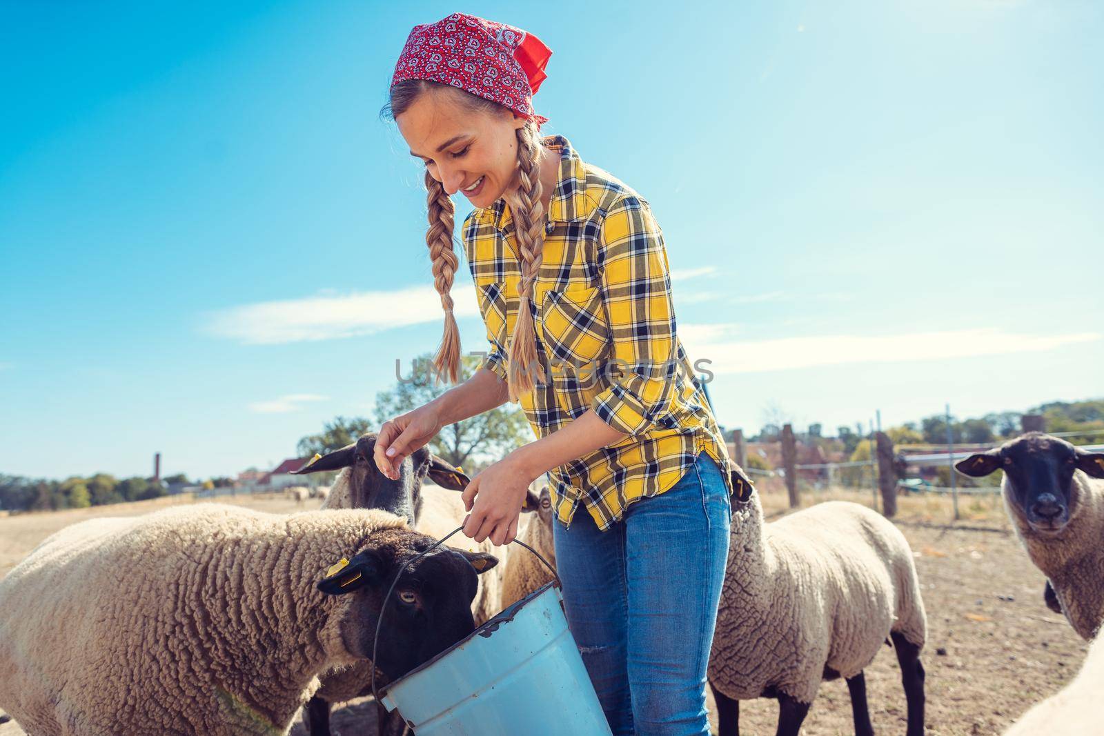 Farmer feeding her farm sheep in the village