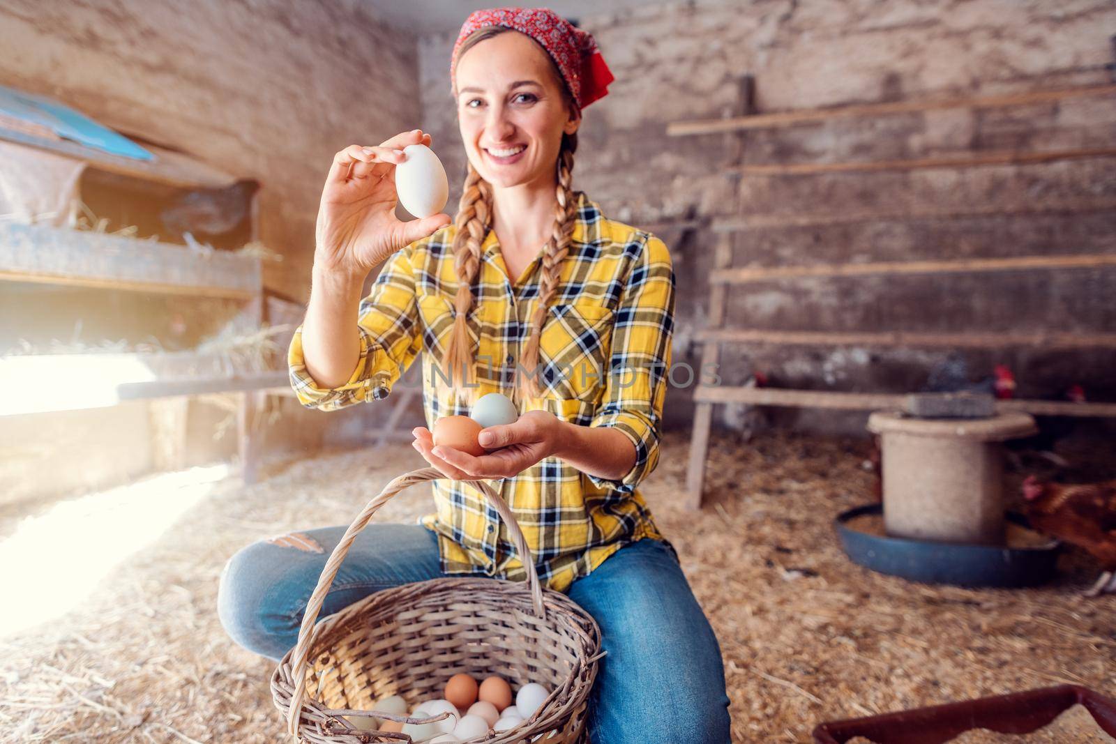 Famer woman collecting organic eggs from her hens in basket