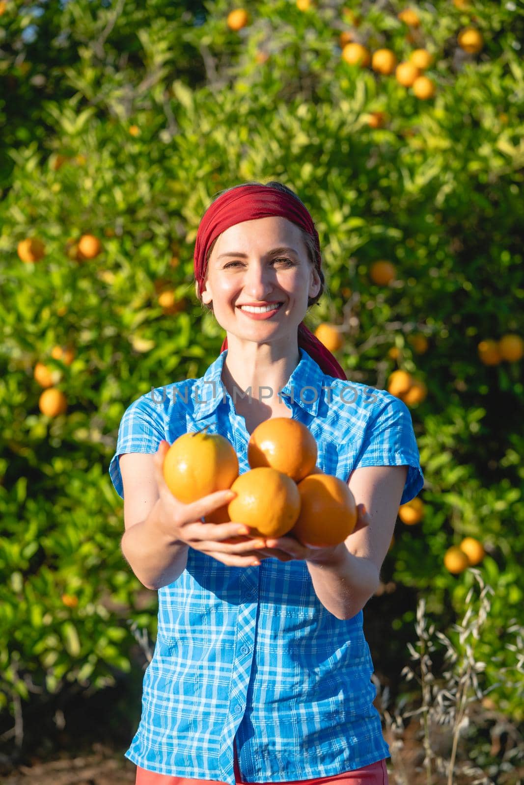 Farmer woman harvesting oranges in her orchard offering her fruit