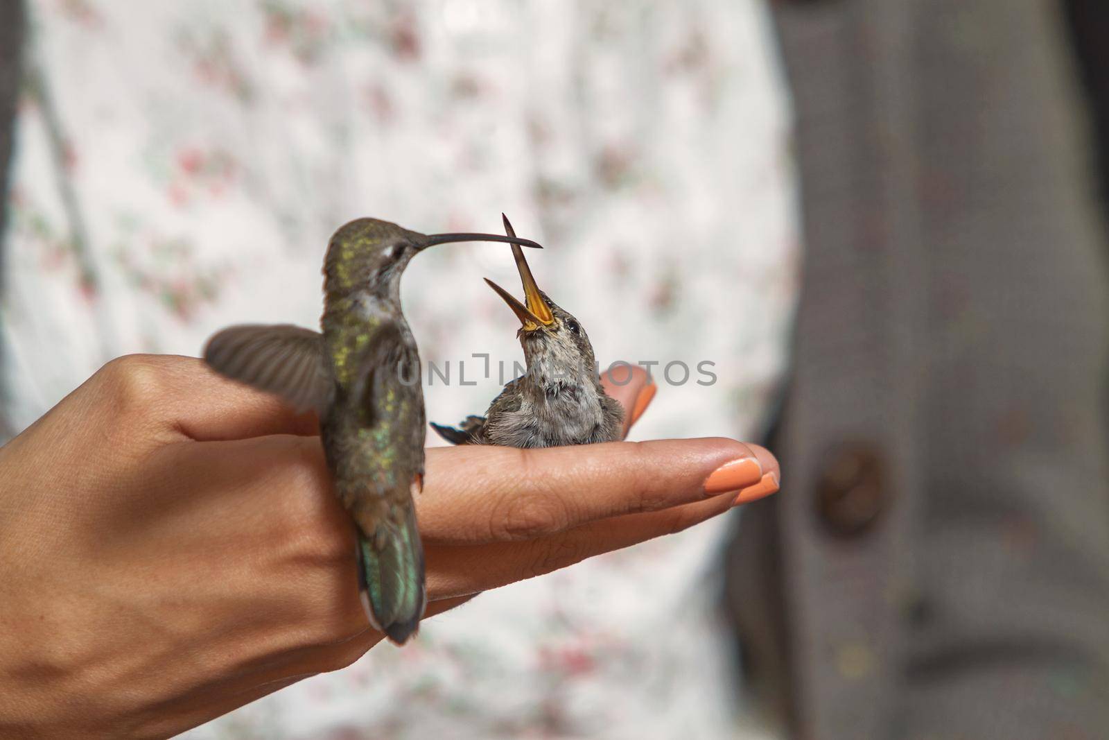 Hummingbirds feeding on the hand of girl by wondry