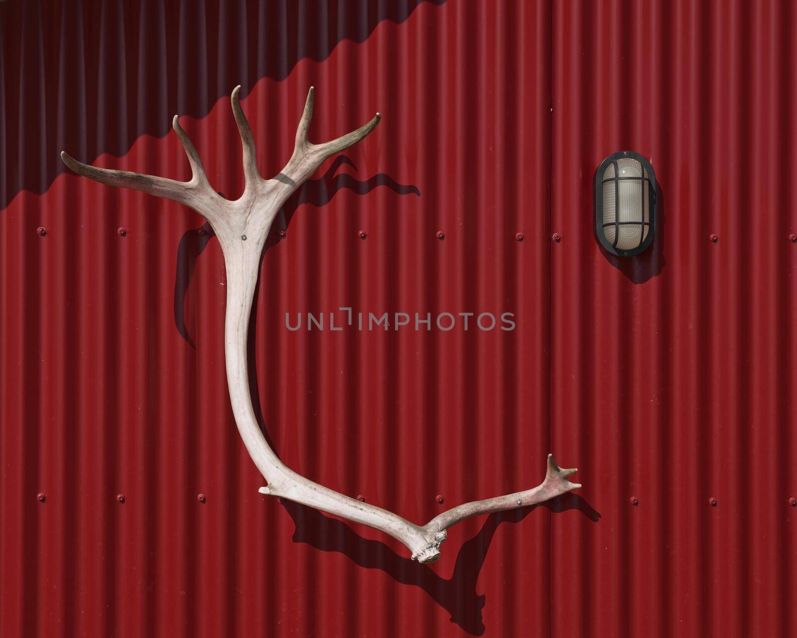Antlers as a hunting trophy hanged on a red cabin wall.