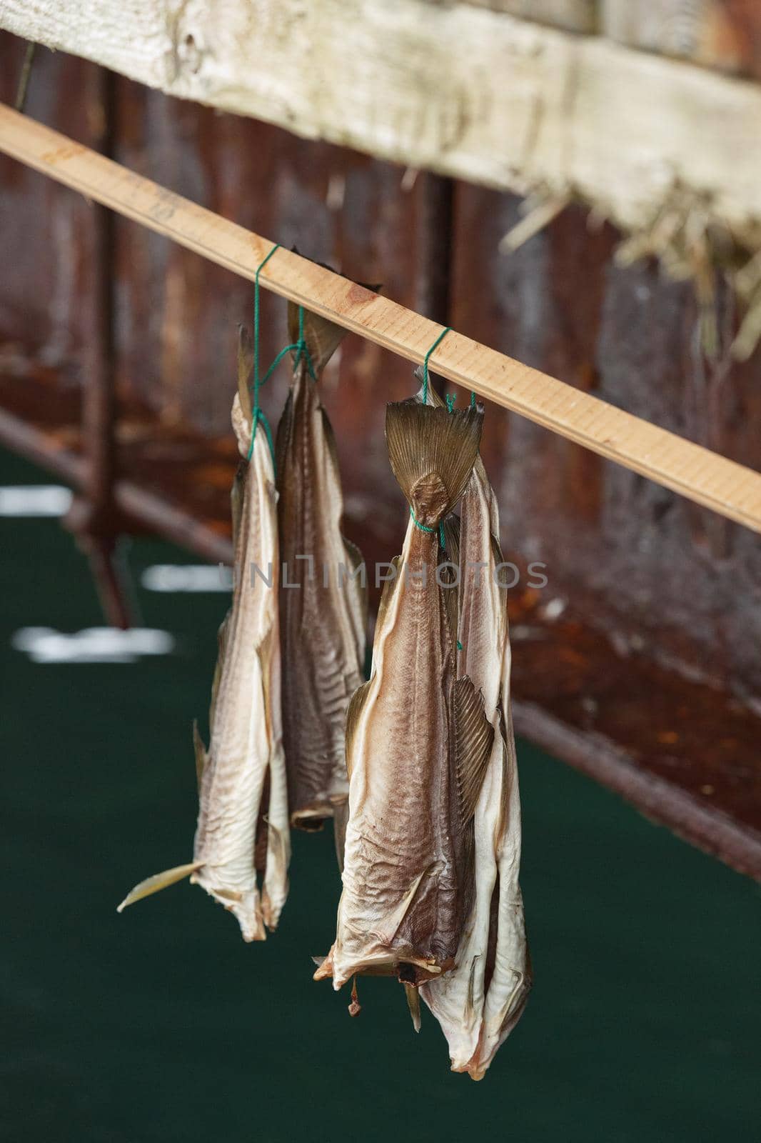 Rack for fish drying on the Vigur Island not far from Isafjordur in Iceland.