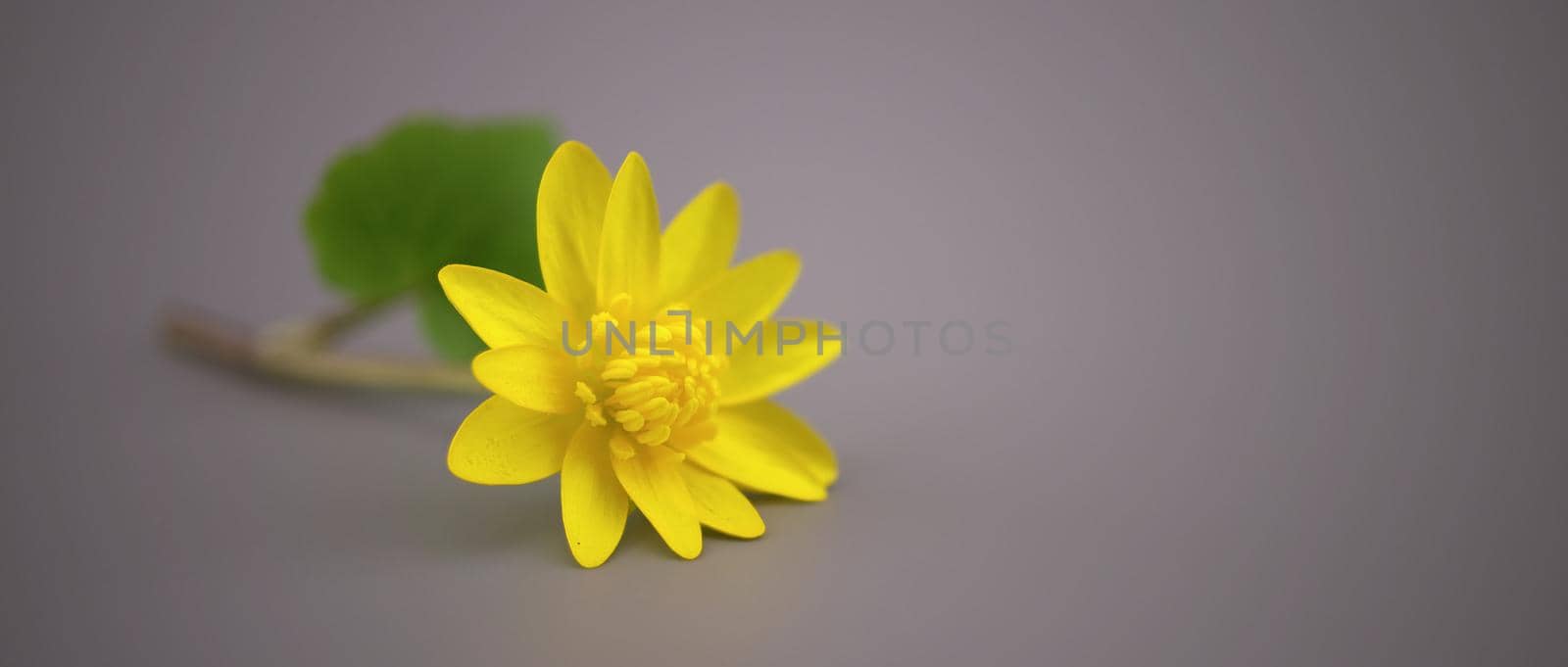 Yellow spring flower on gray background. Simple minimalist style springtime background with copy space