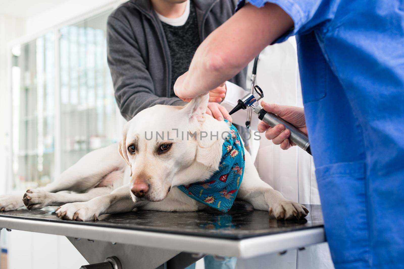 Veterinarian examining ear of labrador by Kzenon