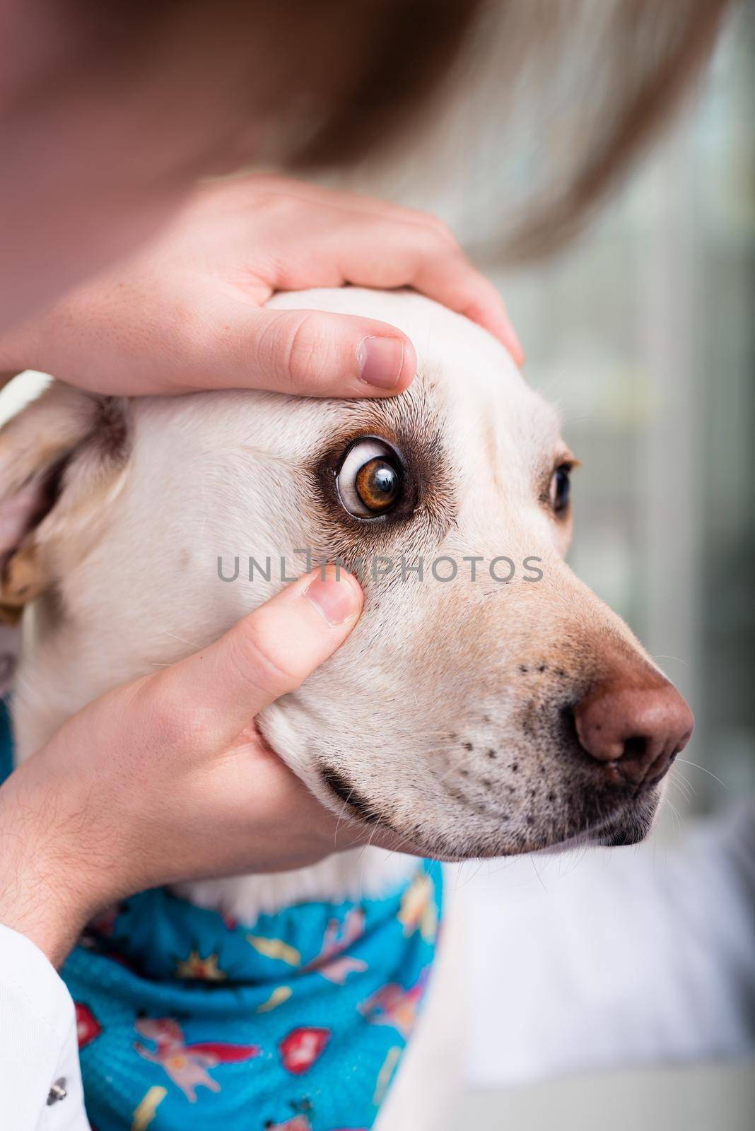 Veterinarian examining dog's eye by Kzenon