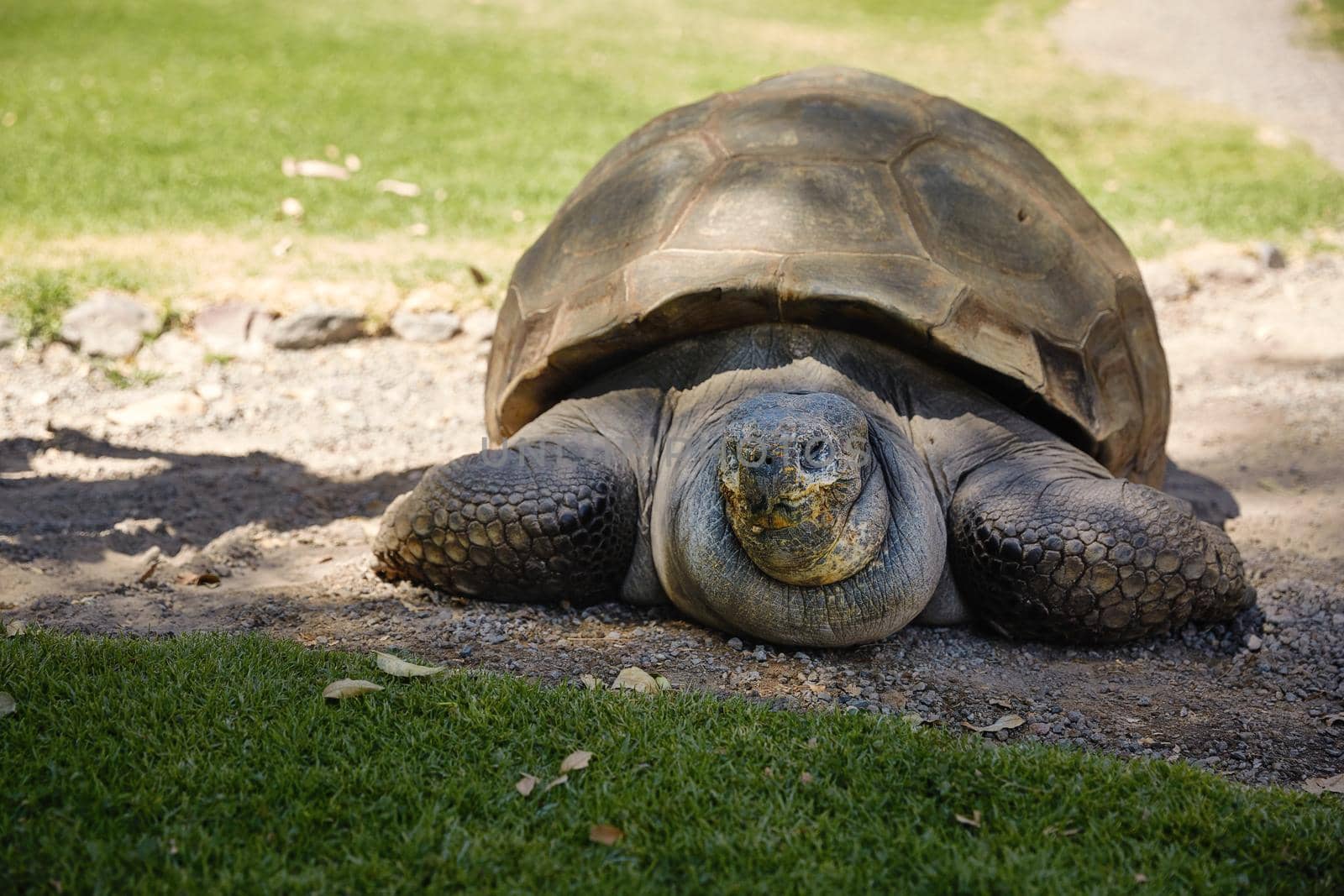 Detail of Giant Turtle in Arequipa, Peru.