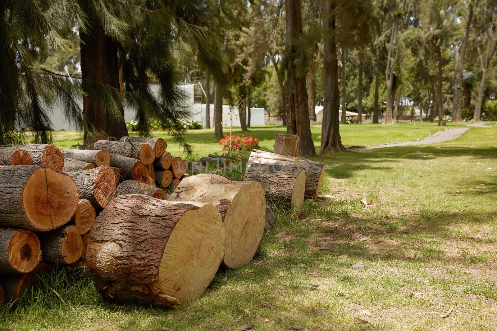 Pile of Wood Logs Ready for Winter.