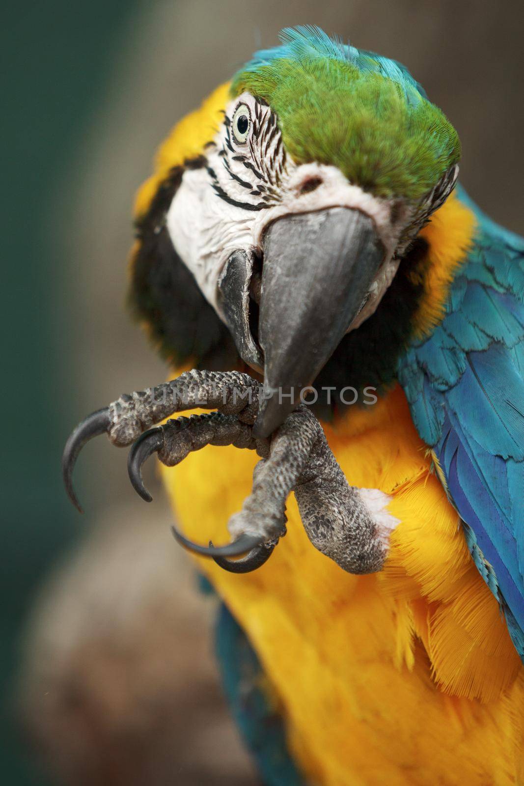 Parrot ara macao cleaning its foot.