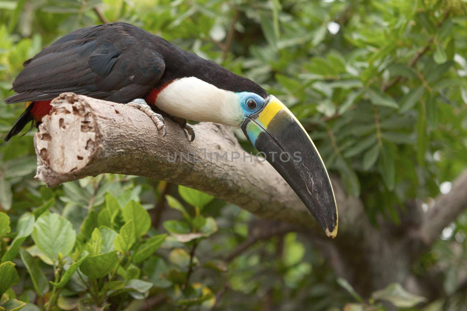 Toucan (Ramphastos Toco) sitting on tree branch in tropical forest or jungle.