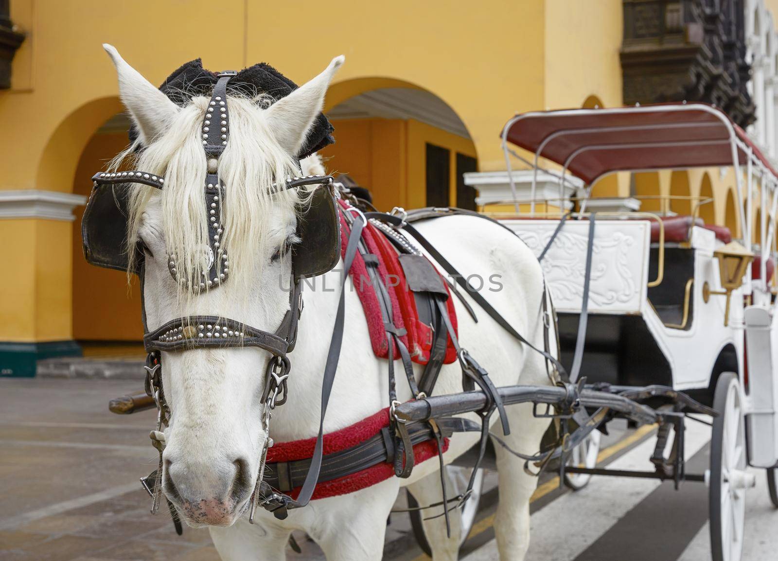 Traditional Horse-Drawn Vehicle in Lima, Peru. A Beautiful White Horse Hitched to a Four Wheel Carriage. 