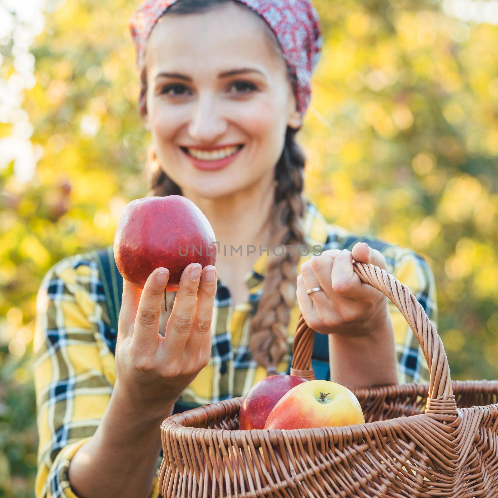 Farmer woman in fruit orchard holding apple in her hands offering, focus on the fruit