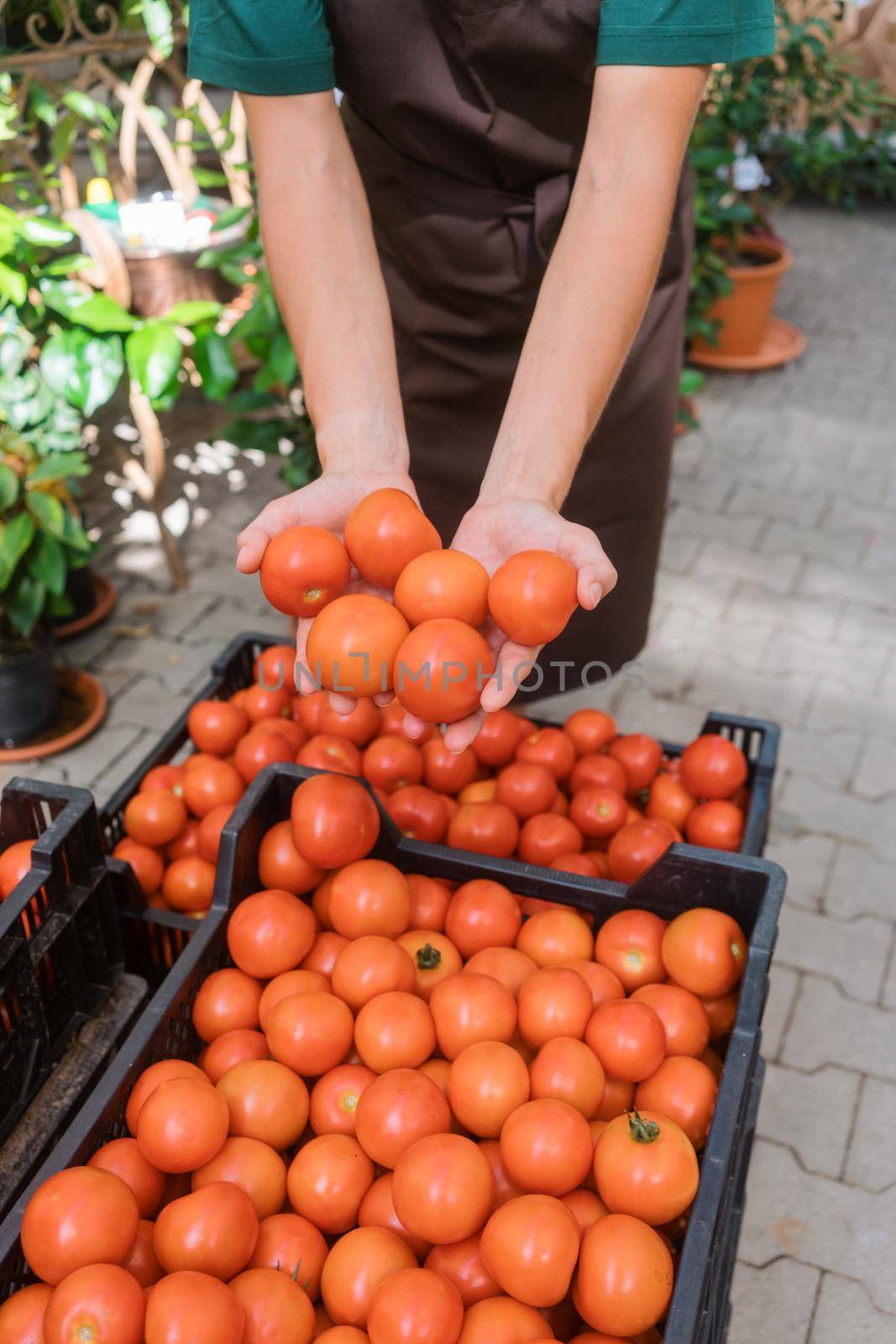 Commercial gardener showing tomatoes she grew in her hands