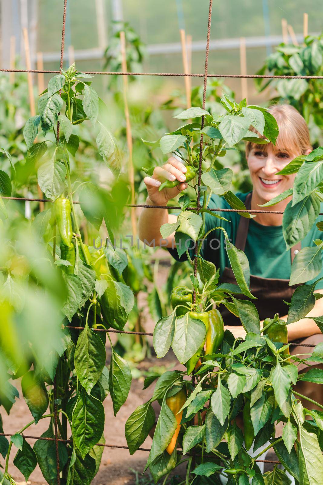 Woman gardener in commercial greenhouse growing bell pepper by Kzenon