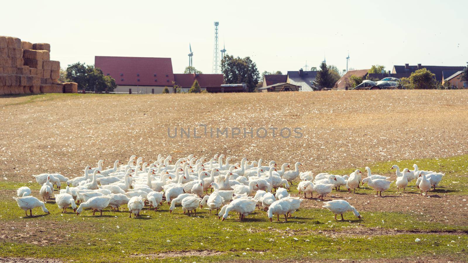 Geese on a meadow of a farm eating