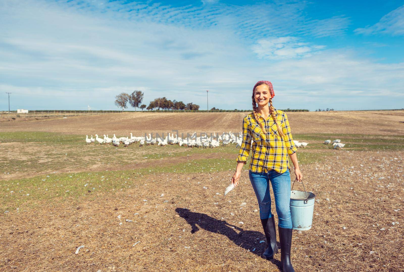 Farmer with her geese on a poultry farm in the country