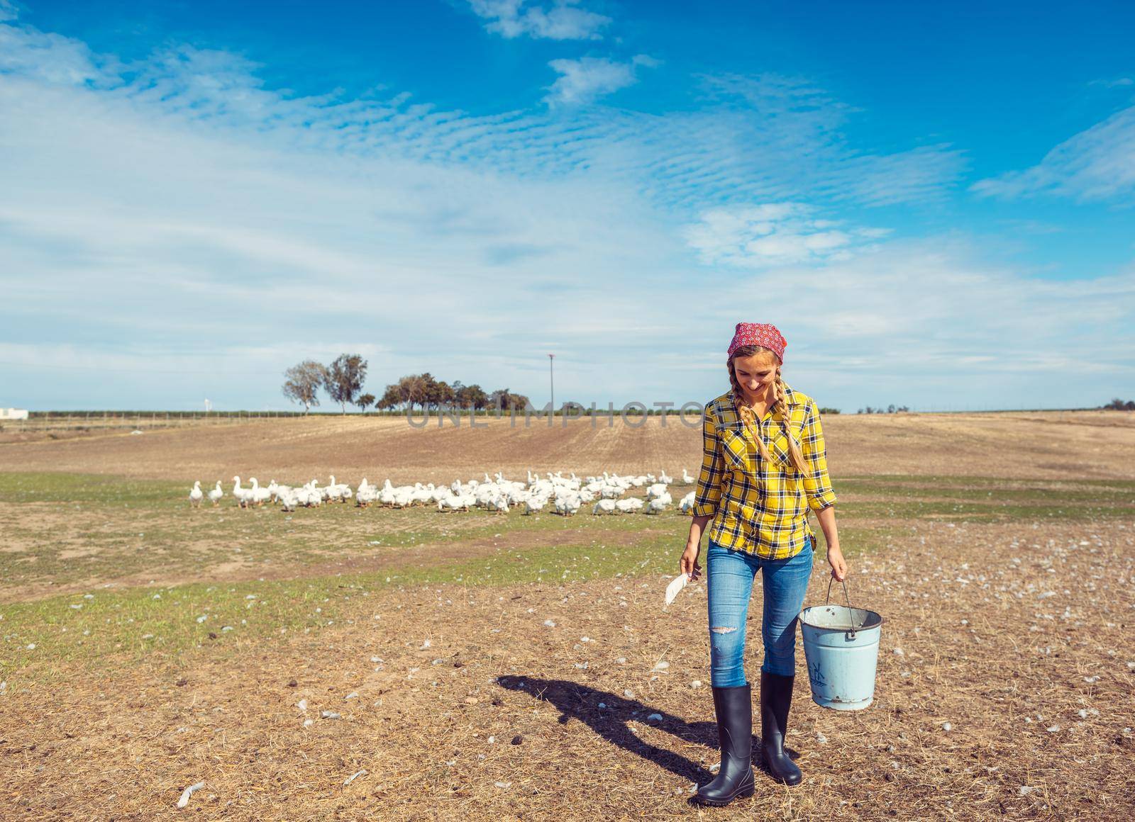 Farmer with her geese on a poultry farm by Kzenon
