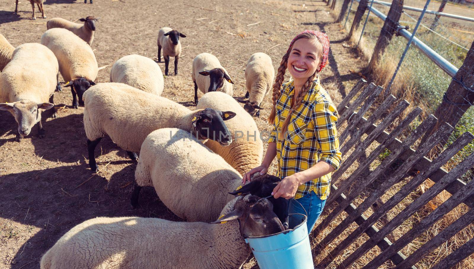 Famer woman with her flock of sheep around her