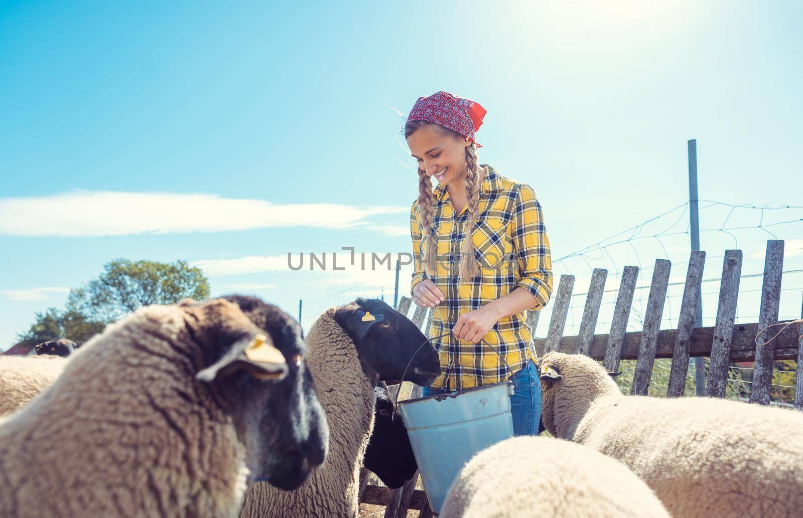 Farmer feeding her sheep on the farm in the country