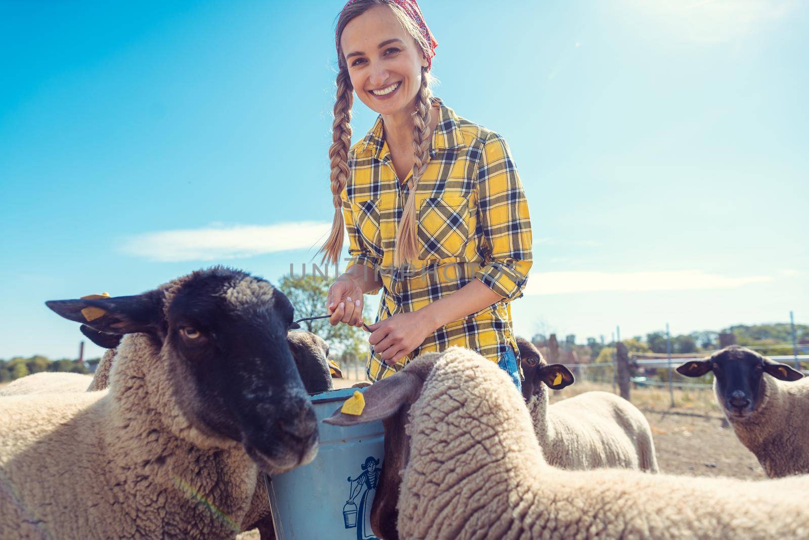 Farmer feeding her sheep on the farm in the country