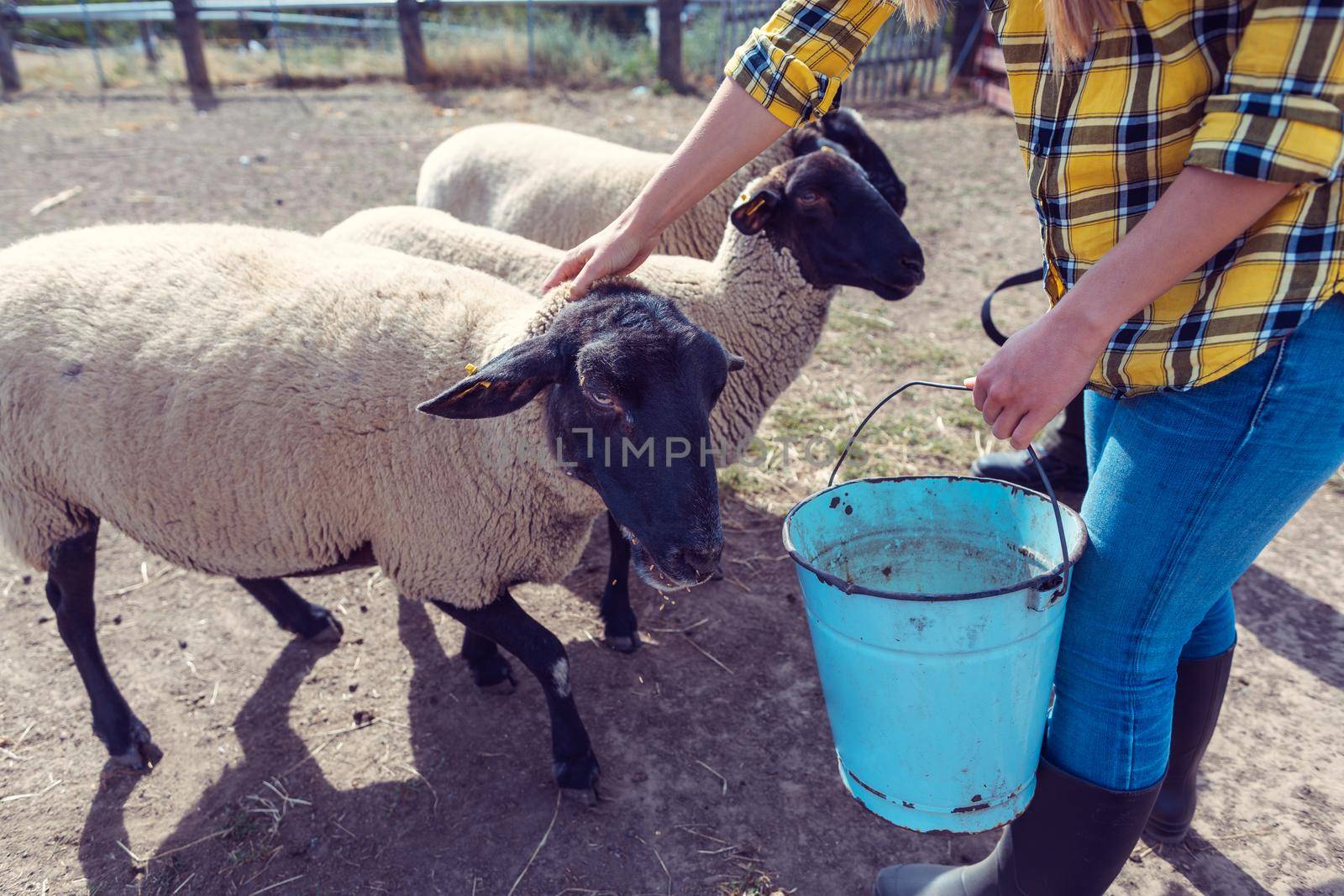 Sheep eating being fed by the farmer, top down view