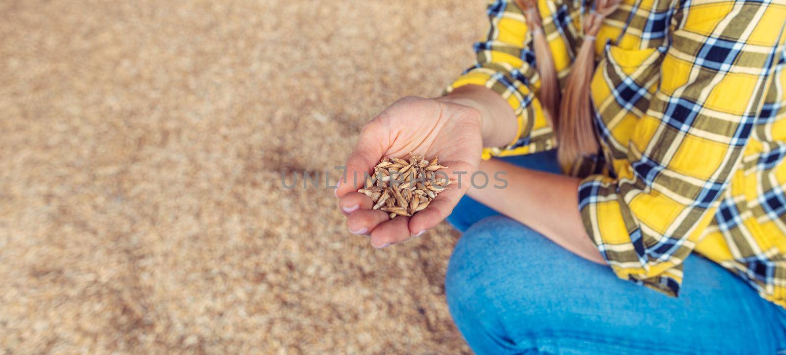 Hand of farmer showing the quality of the wheat grains, close up