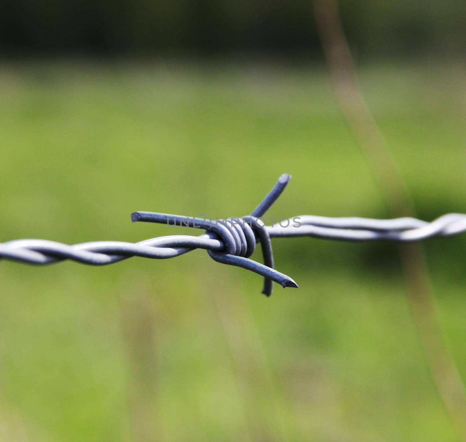 A close up af barbed wire from a fence in a field.