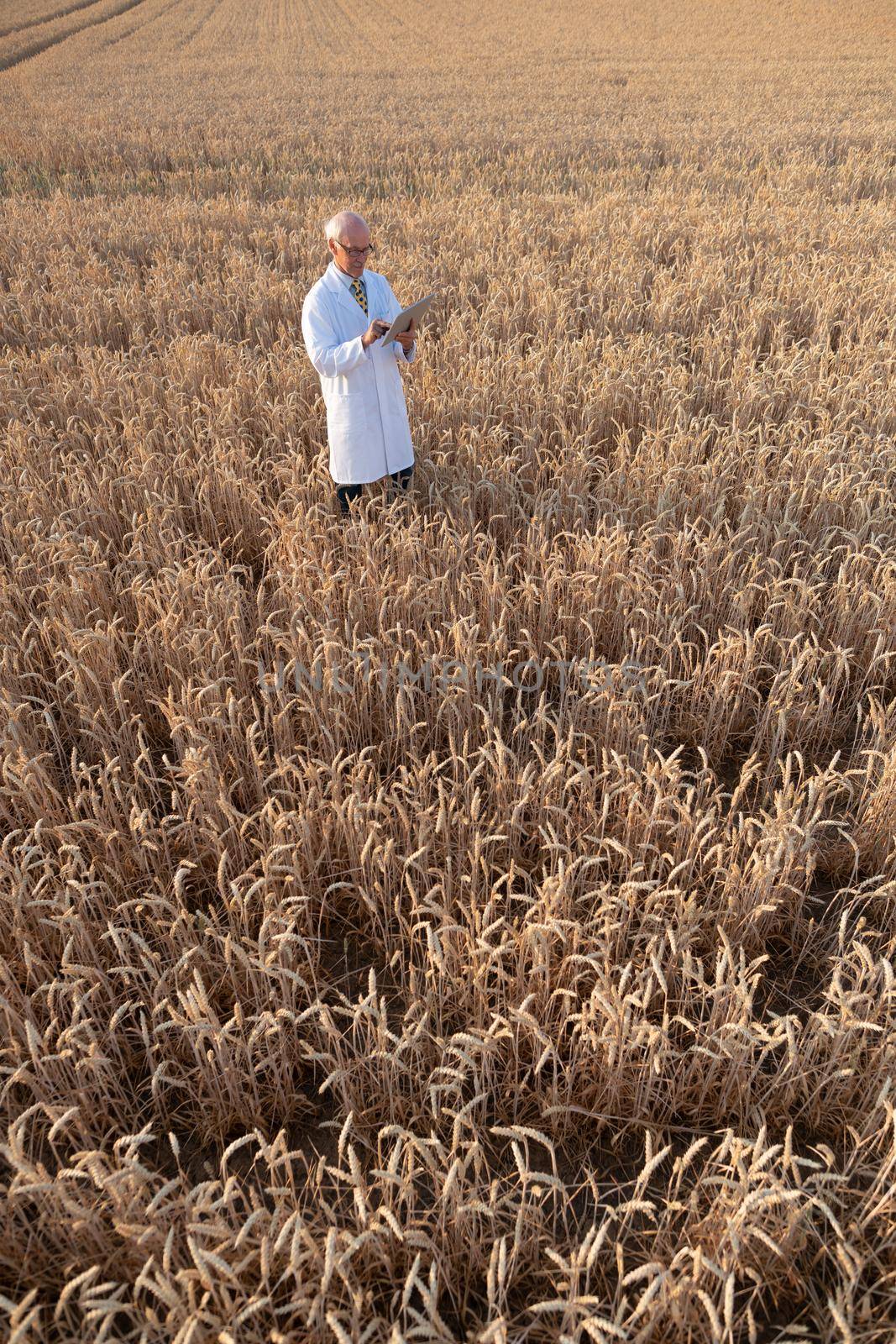 Scientist doing field test of new GMO grain for better yield, shot from above